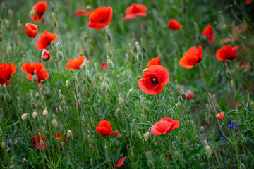 Fototapeta na wymiar Red poppy flower on dark green background summer time, spring collection with free space for text