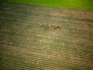 Aerial photo of deer on field