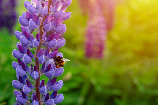 lupine flowers on meadow at sunset on a warm summer day  Summer flowers.  Summertime  Space for text  High quality photo