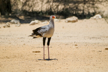 Secretary Bird, Kgalagadi, South Arica