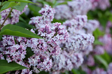Lilac flowers closeup. Summer blossom and green leaves on blurred background
