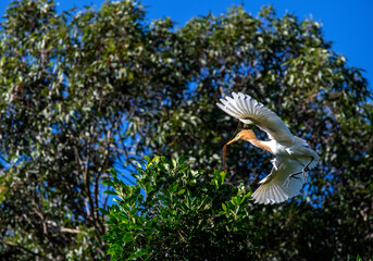 Cattle Egret (Bubulcus ibis)