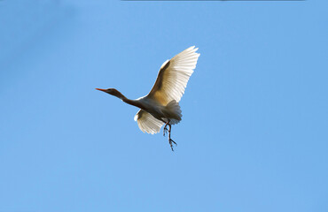 Obraz premium Cattle Egret (Bubulcus ibis)
