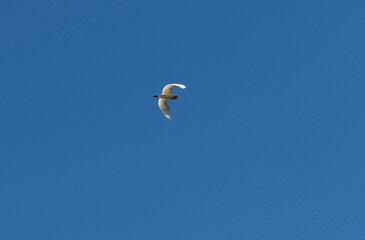 Cattle Egret (Bubulcus ibis) flying