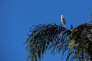 Egret (Ardea alba)