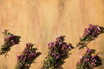lavender on wooden background