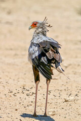 Secretary Bird, Kgalagadi, South Arica