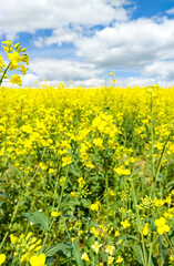 Agricultural crop rapeseed. Yellow fields and seedlings