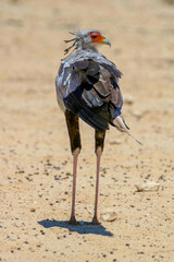 Secretary Bird, Kgalagadi, South Arica