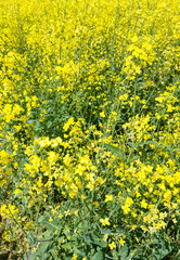 Agricultural crop rapeseed. Yellow fields and seedlings