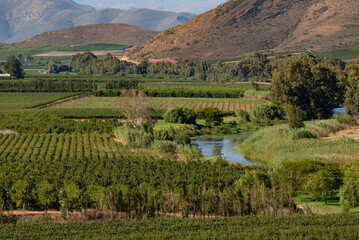 Robertson, Breede River valley, Western Cape, South Africa. 2022.  Fruit and vines growing in the Breede River Valley near Robertson, Western cape, South Africa.