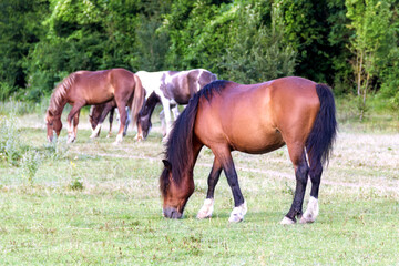 Horses eat grass at the edge of the forest
