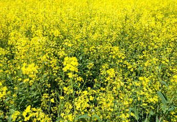 Agricultural crop rapeseed. Yellow fields and seedlings