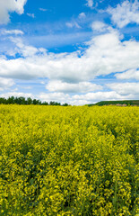 Obraz premium Agricultural crop rapeseed. Yellow fields and seedlings
