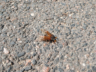 Cockchafer. May bug with spread wings on the asphalt close up. Ultrawide macro shot.