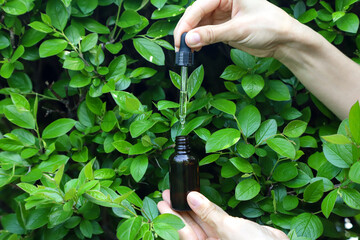 The skincare brown glass bottle container and dropper with a drop of serum in woman hands among the green leaves