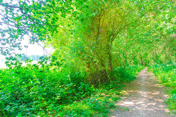 Obraz premium Natural panorama view with pathway green plants trees forest Germany.