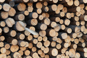 sawn round wooden logs for sale, close-up