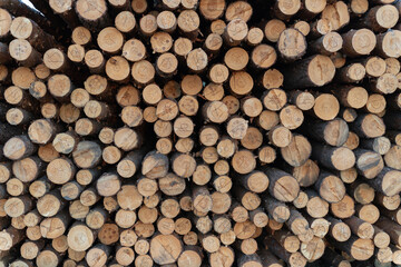 log timber cut down for sale. round logs, wood