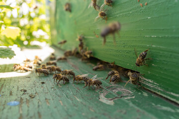 hive entrance with working bees, close-up, selective focus