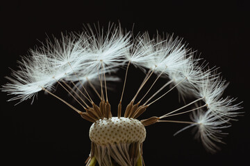 Dandelion fluff, close up details © Janis