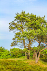 Natural panorama view with pathway green plants trees forest Germany.
