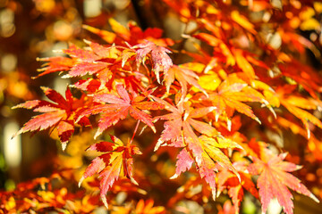 red and yellow autumn leaves