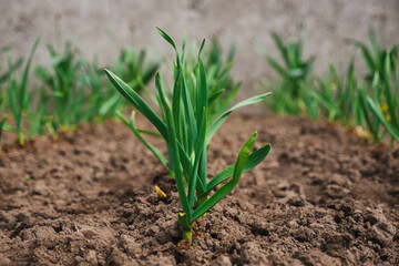 Agricultural field with green onion on garden bed in vegetable field. rows of fresh onion plants
