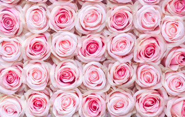 Fototapeta premium Roses