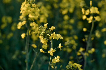 Yellow rapeseed flowers in field