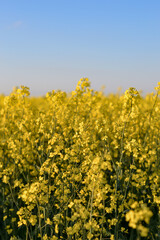 Obraz premium Field of yellow rapeseed flower, blue clear sky