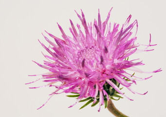 Obraz premium pinke Blüte mit Halm und weißen Hintergrund 