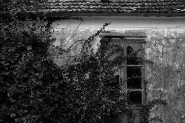 The abandoned house overgrown with bushes. Black and white photo.
