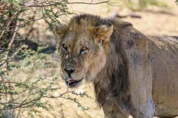 Very old male lion in the Kgalagadi, South Africa