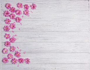 Sakura flowers on a white wooden background. Place for text