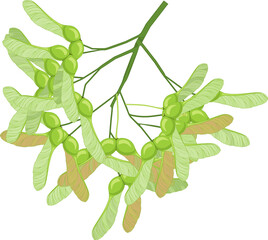 Green samara fruits of Norway maple or Acer platanoides isolated on white background