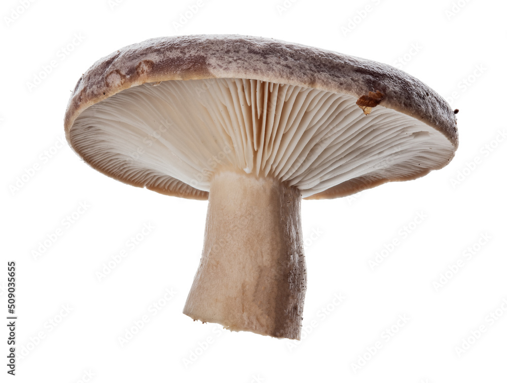 Poster slimy milkcap grey mushroom isolated on white