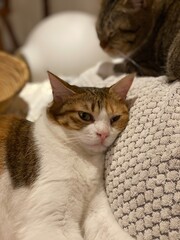 Close up shots of 2 years old Ms. Macaron, lying on the cushion and 2 years old Mr. Marshmallow...