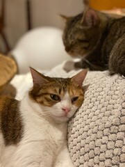 Close up shots of 2 years old Ms. Macaron, lying on the cushion and 2 years old Mr. Marshmallow...
