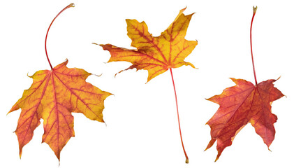 red and gold three leaves of maple tree on white
