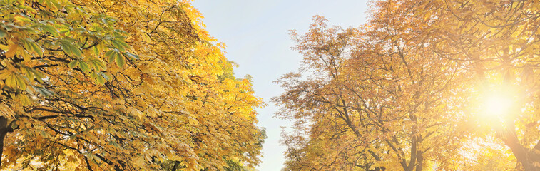 Fototapeta premium sky between tree branches with bright gold foliage