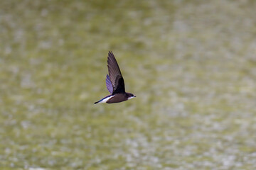飛翔するハリオアマツバメ