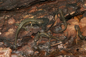 Closeup on an aggregation of brass colored juvenile Hokkaido salamander, Hynobius retardatus, endemic to Japan
