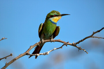 Swallow-tailed Bee-eater, Kgalagadi, South Africa