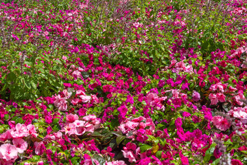Fototapeta premium a flower bed in summer with red flowers