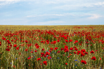 Mohn - Ecology - Poppy - Close-up shot of red poppy flowers with a background of a wheat field - High quality photo	