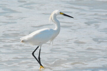 White Egret on the Beach
