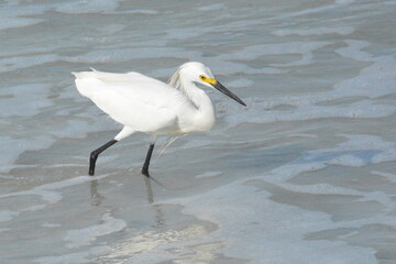 White Egret on the Beach