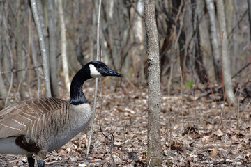 Canada Goose Branta canadensis