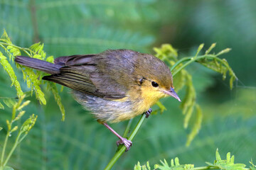 Young Bicolored Conebill (Conirostrum bicolor), isolated, perched on a branch with on a green background